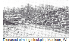 Log Stockpile